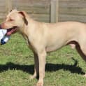 Photo of Harley ~ American Staffy X (On Trial 16/5/15)