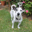 Photo of Patch & Toots ~ Mini Foxy/Tenterfield(trial 2/4/15