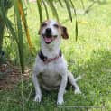 Photo of Patch & Toots ~ Mini Foxy/Tenterfield(trial 2/4/15