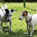 Photo of Patch & Toots ~ Mini Foxy/Tenterfield(trial 2/4/15