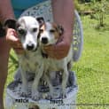 Photo of Patch & Toots ~ Mini Foxy/Tenterfield(trial 2/4/15
