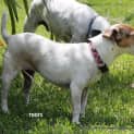 Photo of Patch & Toots ~ Mini Foxy/Tenterfield(trial 2/4/15