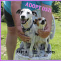 Photo of Patch & Toots ~ Mini Foxy/Tenterfield(trial 2/4/15