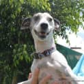 Photo of Patch & Toots ~ Mini Foxy/Tenterfield(trial 2/4/15