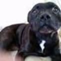 Photo of Brock (Adoption Pending)