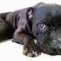 Photo of Brock (Adoption Pending)