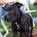 Photo of Brock (Adoption Pending)