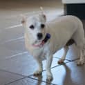 Photo of Gemma ~ Chihuahua X ~ (On Trial 12/4/15)