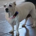 Photo of Gemma ~ Chihuahua X ~ (On Trial 12/4/15)