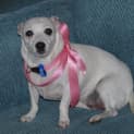 Photo of Gemma ~ Chihuahua X ~ (On Trial 12/4/15)