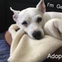 Photo of Gemma ~ Chihuahua X ~ (On Trial 12/4/15)