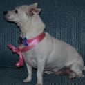 Photo of Gemma ~ Chihuahua X ~ (On Trial 12/4/15)