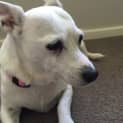 Photo of Gemma ~ Chihuahua X ~ (On Trial 12/4/15)