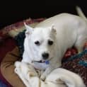 Photo of Gemma ~ Chihuahua X ~ (On Trial 12/4/15)