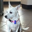 Photo of Gemma ~ Chihuahua X ~ (On Trial 12/4/15)