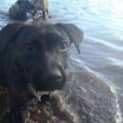 Photo of Cinders (Adoption Pending)