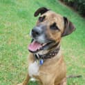 Photo of Milo ~ Adopted By Foster Family 1/5/15