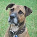 Photo of Milo ~ Adopted By Foster Family 1/5/15