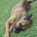Photo of Milo ~ Adopted By Foster Family 1/5/15