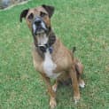 Photo of Milo ~ Adopted By Foster Family 1/5/15