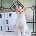 Photo of Meow