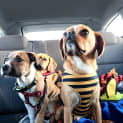 Photo of Juice (And Smudge)