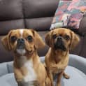 Photo of Juice (And Smudge)