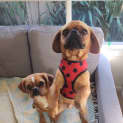 Photo of Juice (And Smudge)
