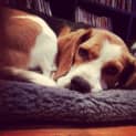 Photo of Bella Beagle
