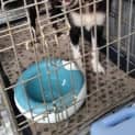 Photo of Matilda (Adoption Pending)