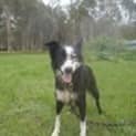 Photo of Matilda (Adoption Pending)