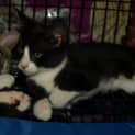 Photo of Sweetpea