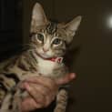 Photo of Franklin (Kitten)
