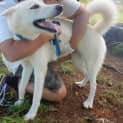 Photo of Kirra (Adoption Pending)