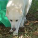 Photo of Kirra (Adoption Pending)