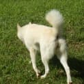 Photo of Kirra (Adoption Pending)