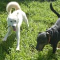 Photo of Kirra (Adoption Pending)