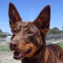 Photo of Bindi