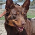 Photo of Bindi