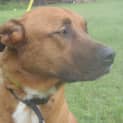 Photo of Simba (Adoption Pending)