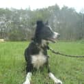 Photo of Matilda (Adoption Pending)