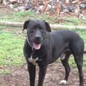 Photo of Diesel