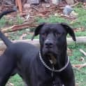 Photo of Diesel
