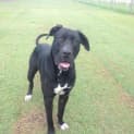 Photo of Diesel