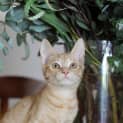 Photo of Ra