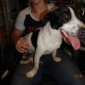 Photo of Comet (Adoption Pending)
