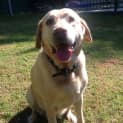 Photo of Xena ~ On Trial 17/4/15