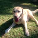 Photo of Xena ~ On Trial 17/4/15