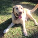 Photo of Xena ~ On Trial 17/4/15