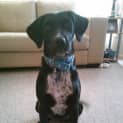 Photo of Chloe ~ Cocker Spaniel X Kelpie Or Bc(trial 4/15)